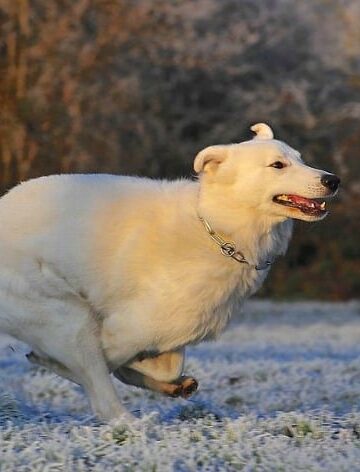 Protecting Your Pet from Common Winter Hazards