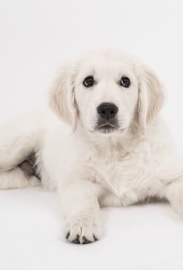 The 3 Best Ways to Keep Your Pet from Shedding on the Furniture