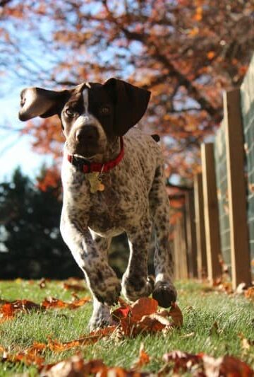Treat Your Dog To A Pawtastic Backyard Space