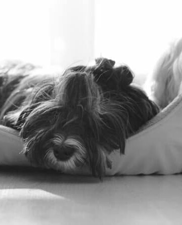 Why do Dogs Scratch Beds