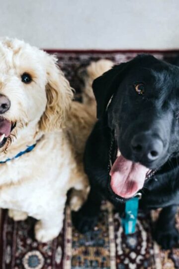 3 Tips for Handling an Emergency with Your Pet