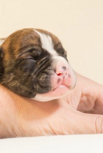 First Dog The 4 Things That Your Canine Really Needs from You