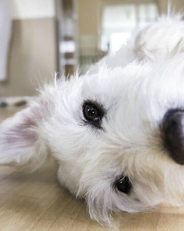 Paws and Claws, 3 Ways Your Flooring Choices Affect Your Furry Friends