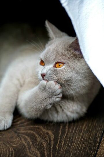 Playful Paws 4 Steps to Take After Adopting a Stray Dog or Cat