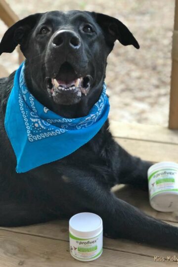 Profivex Premium Probiotic Supplement for Dogs & Cats Provides Optimal Digestive Health