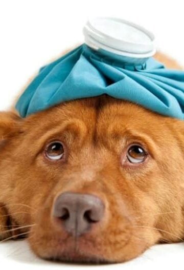 Sick Puppy 5 Tell-Tail Signs Your Dog Needs an Animal Hospital