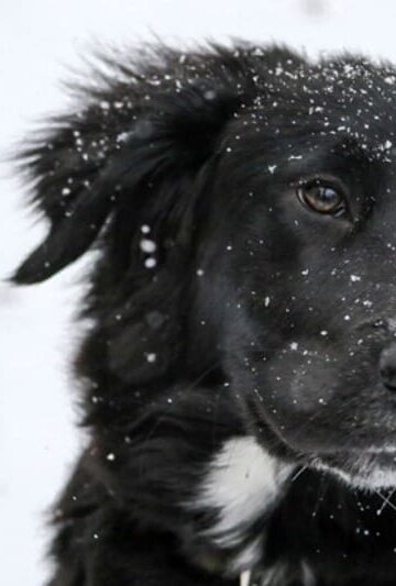 Why You Should Consider Adopting a Therapy Animal