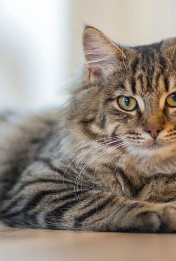 4 Tips to Follow When Fostering a Cat or Dog for the First Time