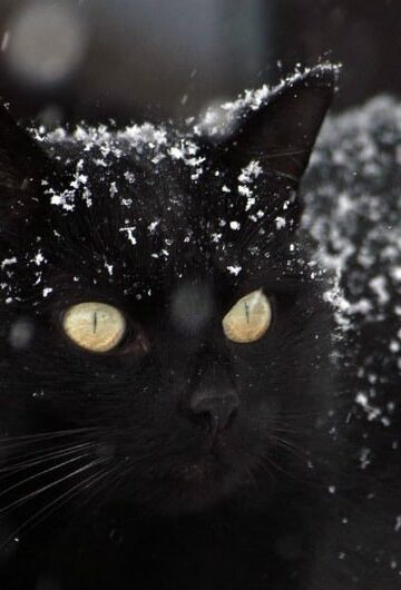 5 Keys to Keeping Your Pet Warm This Winter
