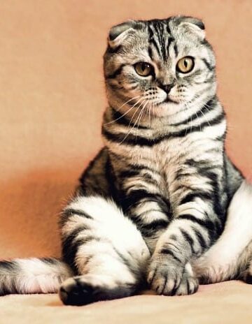 How to Identify Pests That are Potentially Harmful to Your Pet's Health