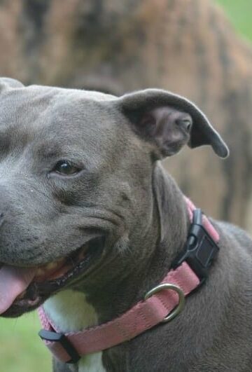 Poison Control: 4 Ways to Keep Your Pet away from Medication