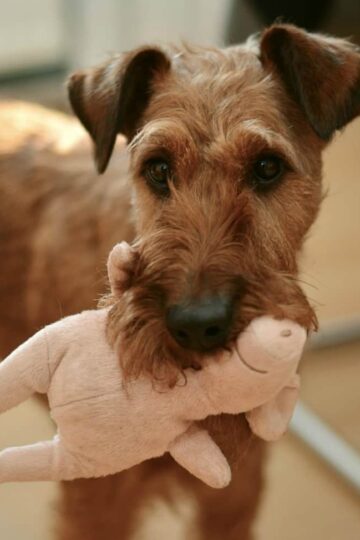 The Basics of Pet Proofing Your Home