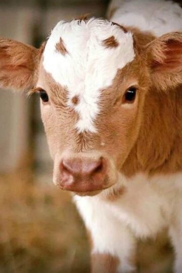 The Farm Life 3 Ways To Make Owning Animals More Affordable