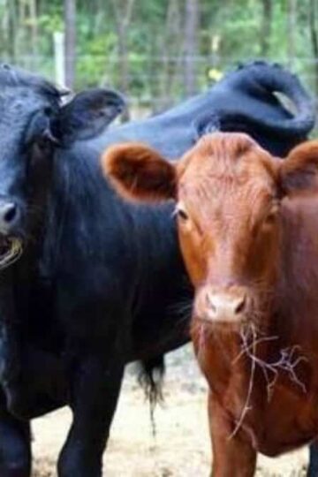 The Farm Life How to Make Sure Your Livestock is Well Taken Care of