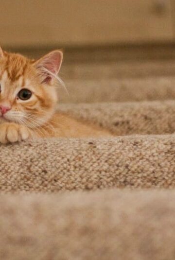 4 Nasty Household Pests That Can Affect Your Pet's Health