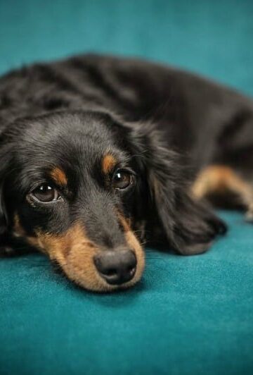 5 Health Issues That Threaten Modern Dogs