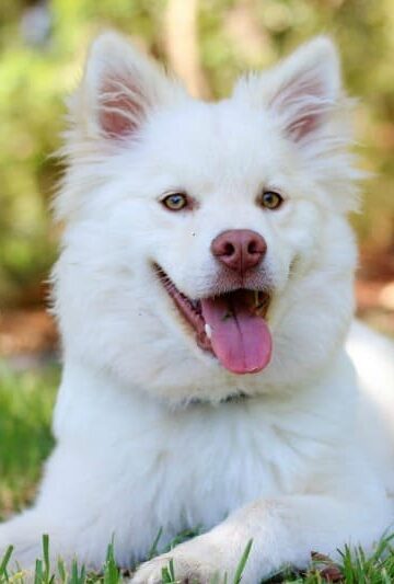 Does Your Dog Have Asthma How to Care for Your Pup's Breathing Issues