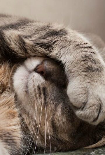 Here Kitty Kitty Kitty 4 Basic Steps to Keeping Your Cat Happy and Healthy