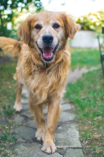 How to Create a Pet-Safe Garden