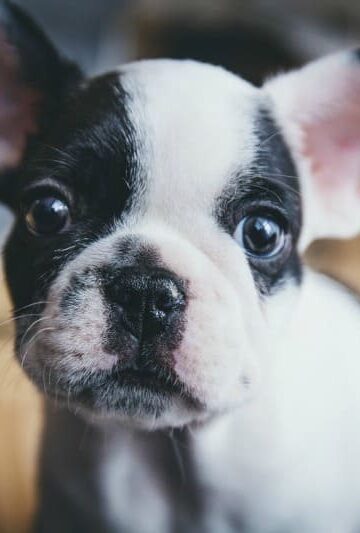 Love Animals & Not Fur 4 Steps to a Clean Home for Pet Owners