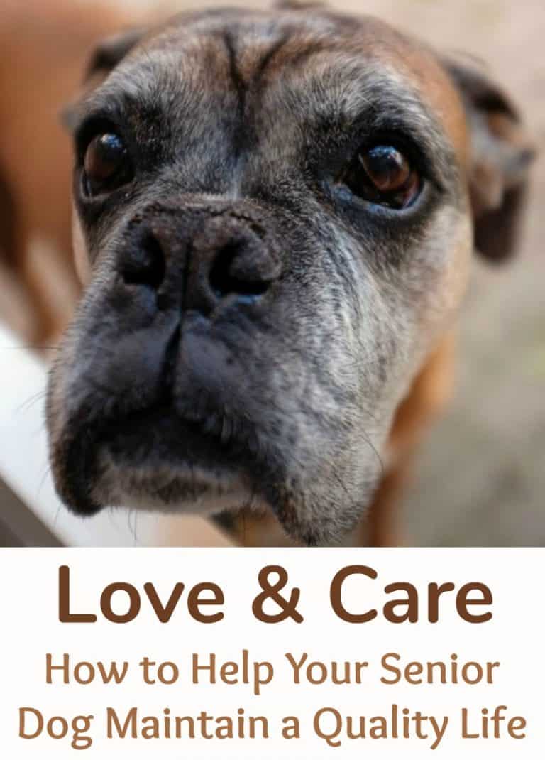 Love & Care: How to Help Your Senior Dog Maintain a Quality Life - Miss ...
