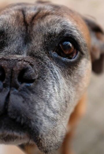 Love & Care How to Help Your Senior Dog Maintain a Quality Life