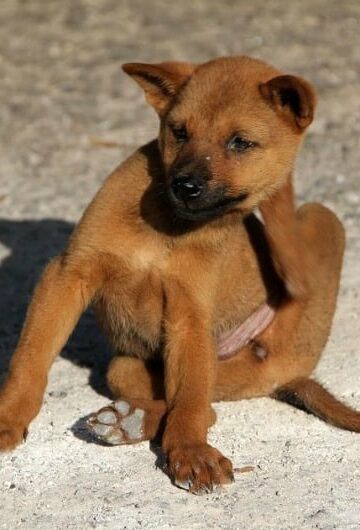 Pet Pests - How to Keep Your Dog or Cat Parasite-Free