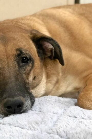 Therapedic Memory Foam Pet Bed for Blissful Puppy Dreams