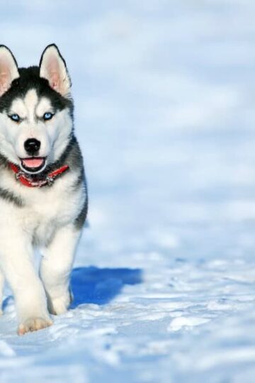 Veterinary Research How Technology Has Improved the Lives of Pets