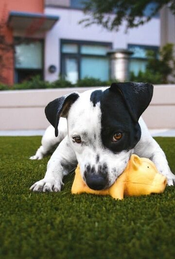 Who Gets a Family Pet during a Divorce