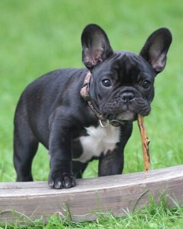 Do Your Dogs Love to Roam Free 4 Precautions for Backyard Safety