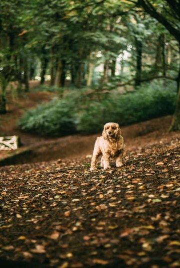 Giardia in Dogs