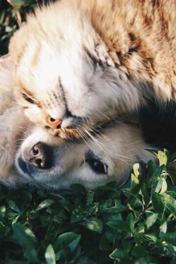 How to Ensure Your Pets Stay Safe During Your Vacation