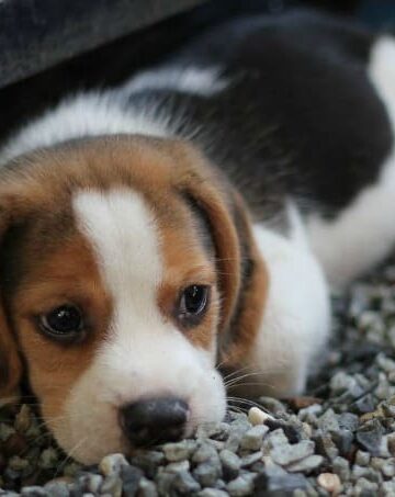 4 Essential Pieces of Equipment Every Vet Needs on Hand