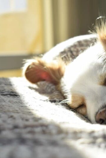 Bite Back - How to Keep Fleas from Attacking Your Dog