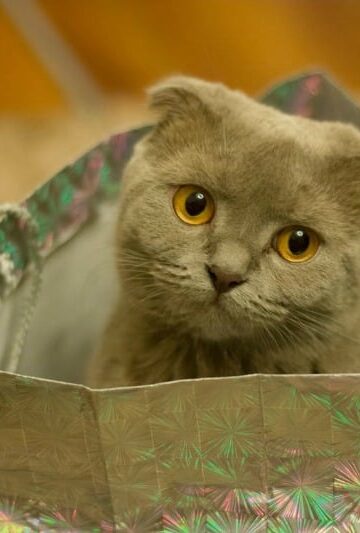 Felines Are Family 4 Benefits to Owning Cats