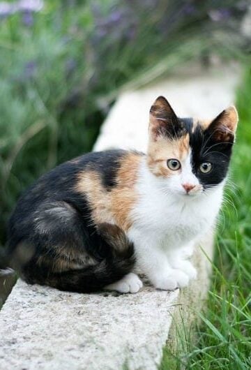 How to Make Your Yard as Pet-Friendly as Possible