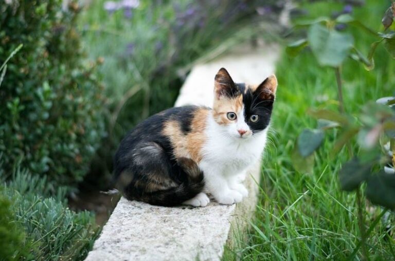 How to Make Your Yard as PetFriendly as Possible