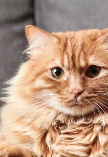 Pet Shedding - How to Minimize the Effects
