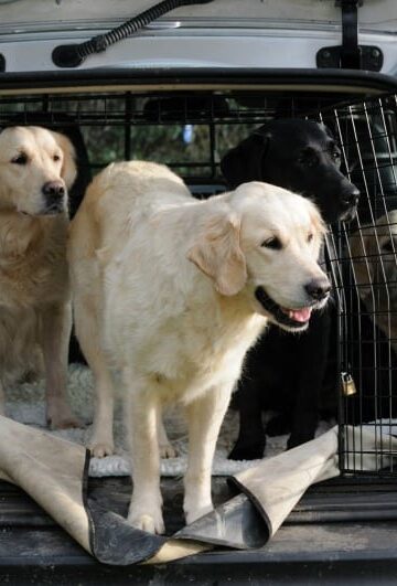 Ways to Travel Safely with Your Dog in a Car