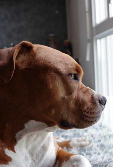 4 Nasty Critters that Can Make Your Pets Extremely Sick