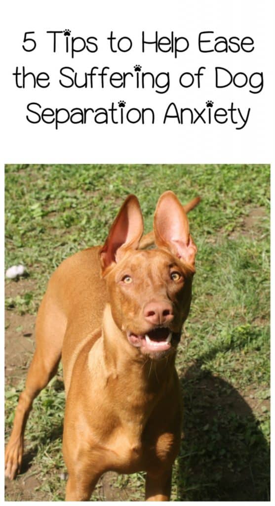 5 Tips to Help Ease the Suffering of Dog Separation Anxiety Miss Molly Says