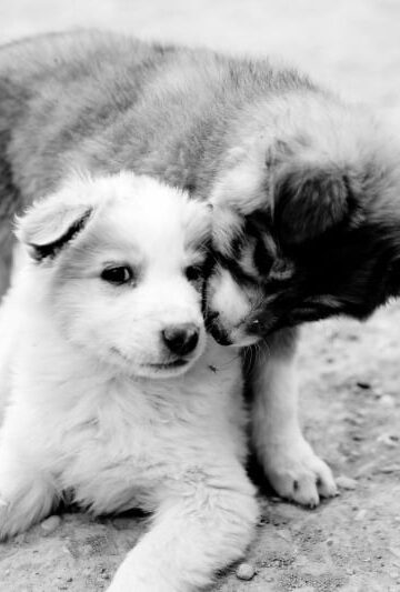 Are Your Pets Scratching - 4 Steps to Keep Them Flea-Free