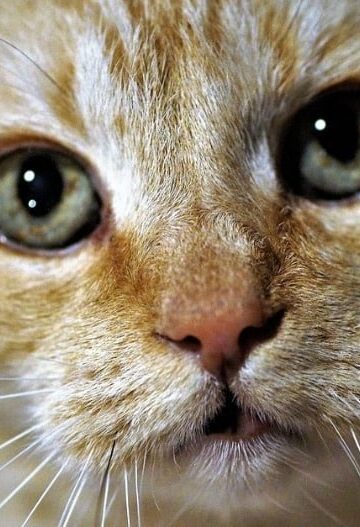 How to Keep Your Pet Safe When Exterminating Pests