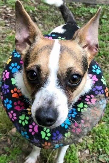 Rat Terrier wearing a puppy bumper