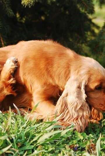 Beat Fleas on Dogs Once and For All