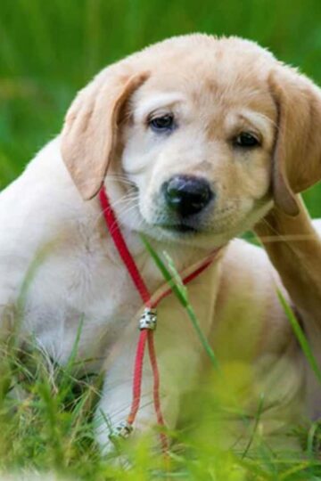Have Flea Problems at Home? How to Protect Your Fur Babies