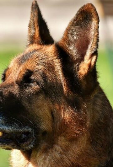 How to Keep Your Dog’s Breath and Oral Health in Tip-Top Shape
