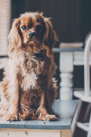 How to Make Your Home Dog-Friendly Without Sacrificing the Style