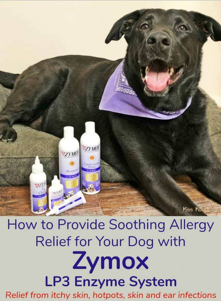 Provide Soothing Allergy Relief for Your Dog with the Help of Zymox
